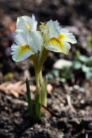 /album/a2014-vystava-exhibition/dsc1822-iris-reticulata-white-caucasus-kosatec-sitkovany-jpg/
